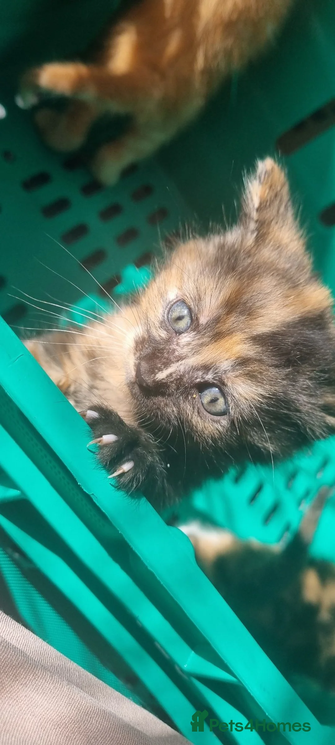 Mixed Breed cats for sale: 7 gorgeous kittens looking for a home - Advert 2