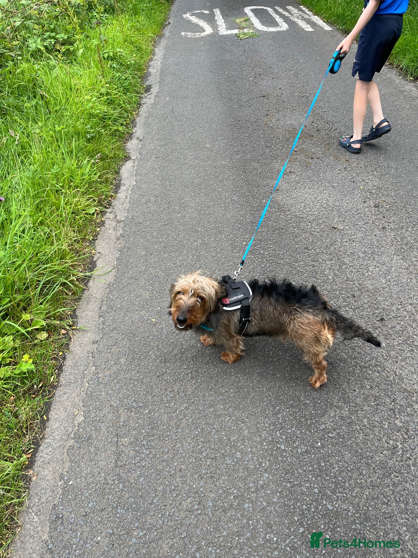 Dachshund dogs for sale: Standard Dachshund puppies  - Advert 15