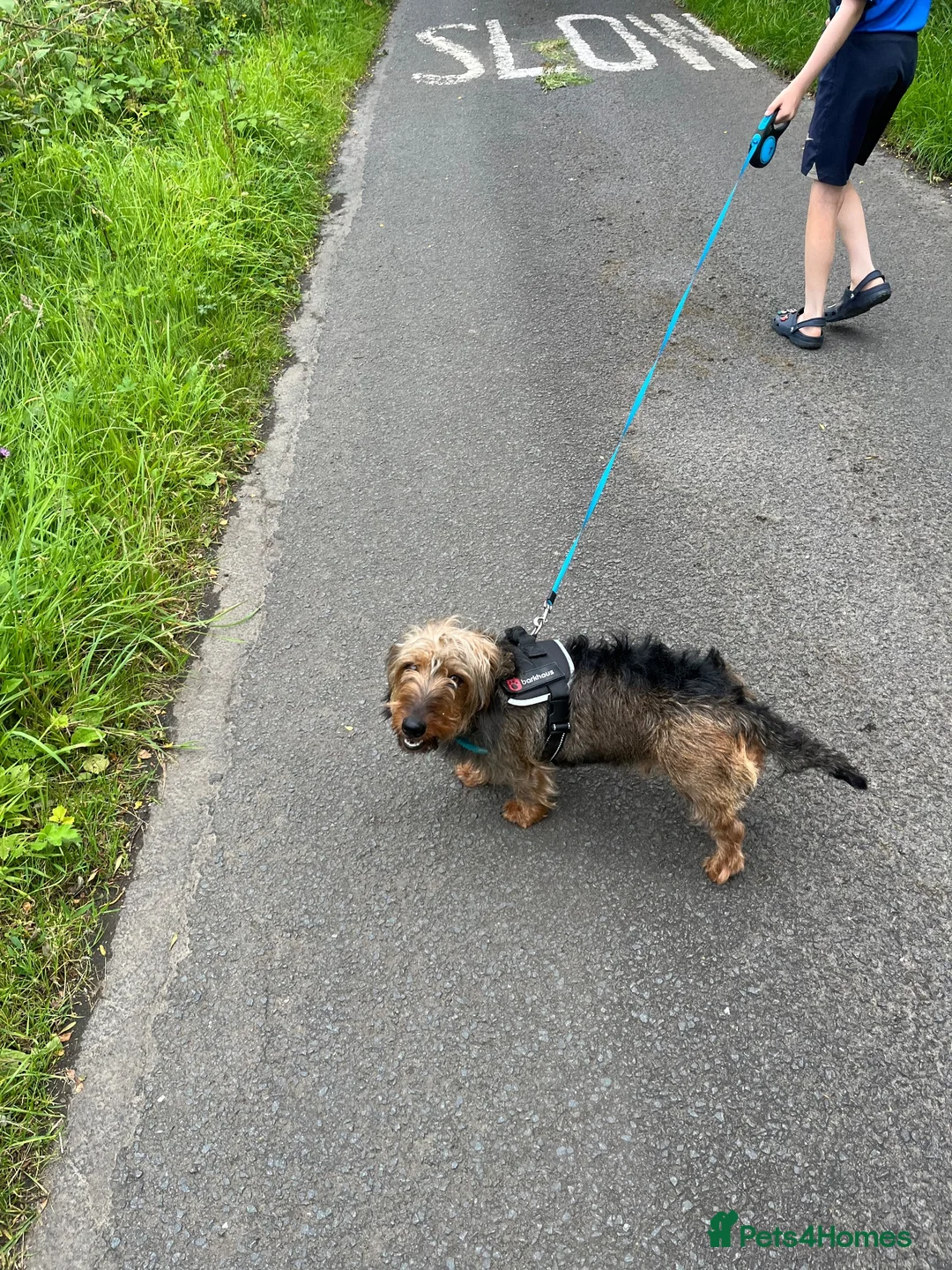 Dachshund dogs for sale: Standard Dachshund puppies  - Advert 1