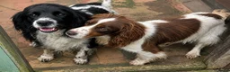 Cocker Spaniel dogs for sale: Beautiful Cocker Spaniel pups for sale - Advert 6