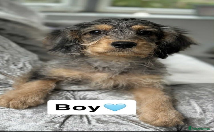 Cavapoo dogs - Advert 6