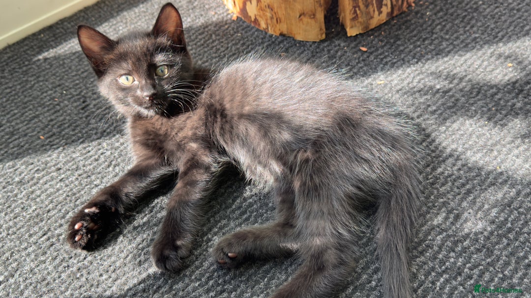 Mixed Breed cats for sale: Beautiful kittens!!!!! READY from 7/08/25 - Image 15