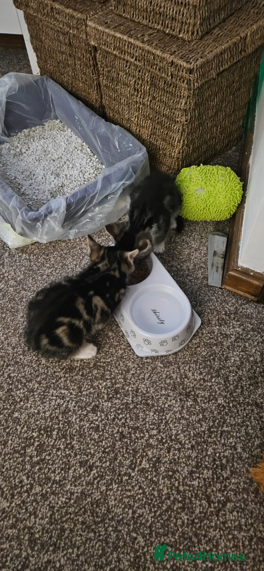 Mixed Breed cats for sale: Brother and Sister  in Poulton-le-Fylde - Advert 2