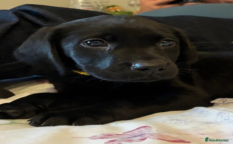 Labrador Retriever dogs - Advert 7