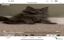 Maine Coon cats for sale: Maine Coon girls READY NOW Russian sired  - Image 31