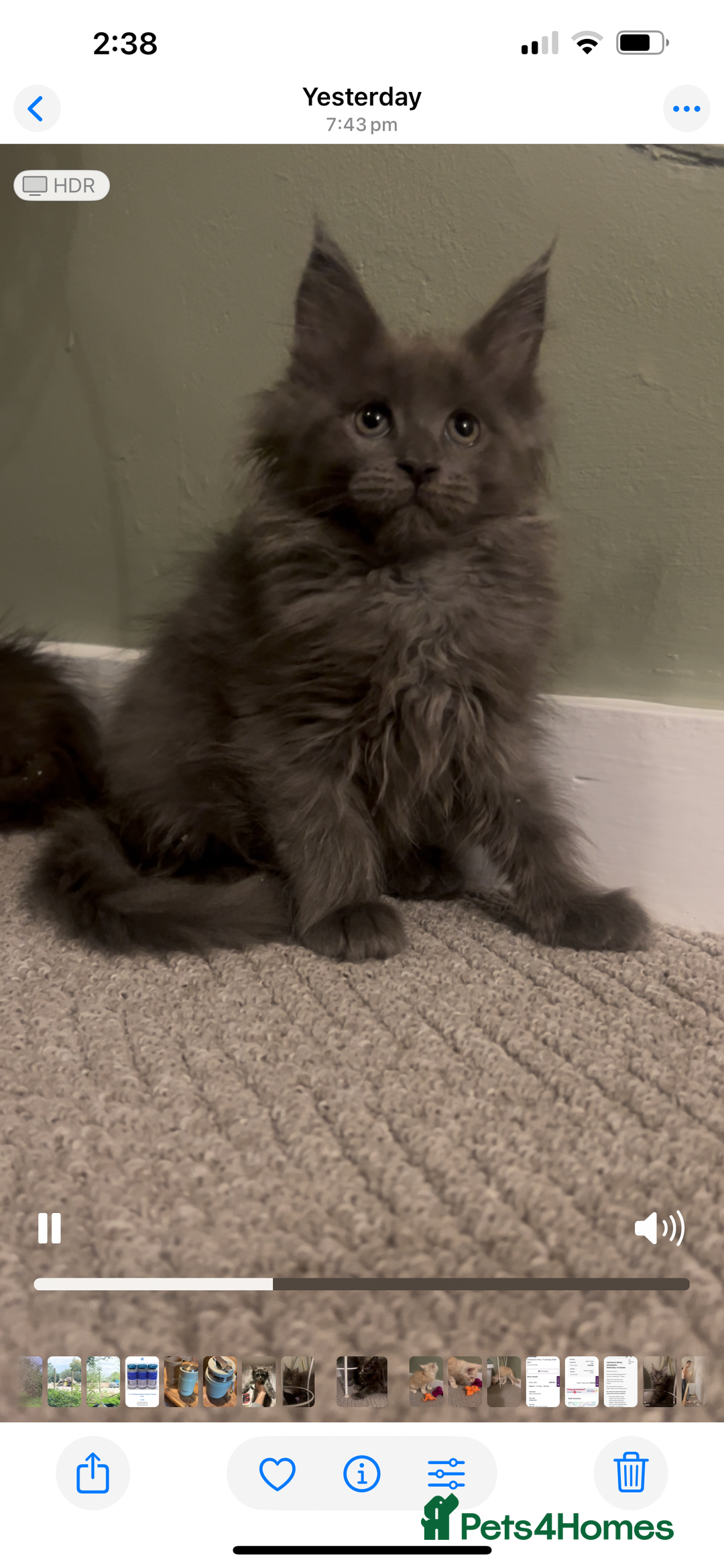Maine Coon cats for sale: Maine Coon girls READY NOW Russian sired  - Image 31
