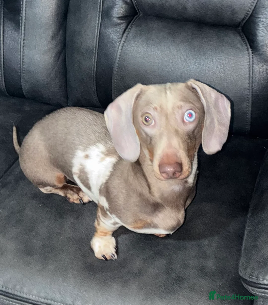 Miniature Dachshund dogs for stud:  For stud  in Bristol - Advert 2