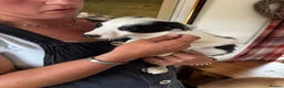 Border Collie dogs for sale: Beautiful border collie puppies  - Advert 3