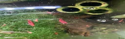 Shrimps fish for sale: Cherry red shrimp for sale  - Advert 6