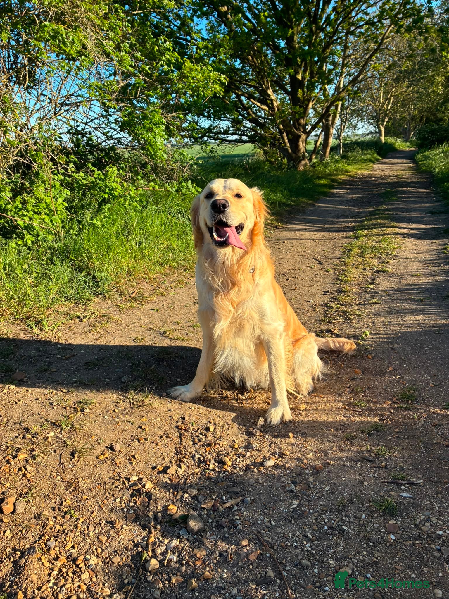 Golden Retriever dogs 2 year old golden retriever  - Advert 1