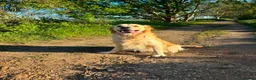Golden Retriever dogs for sale: 2 year old golden retriever  in March - Advert 1