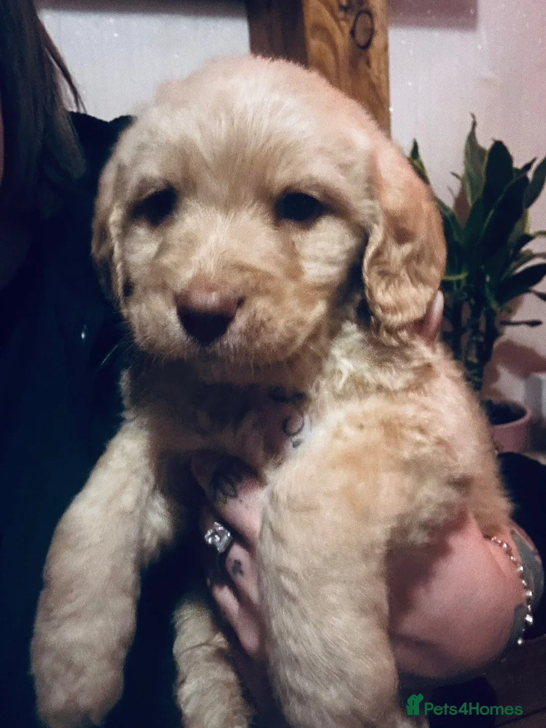 Mixed Breed dogs for sale: 9 Beautiful Puppies for sale - Advert 12