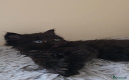 Persian cats for sale: Ginger and black fluffy kittens - Image 13