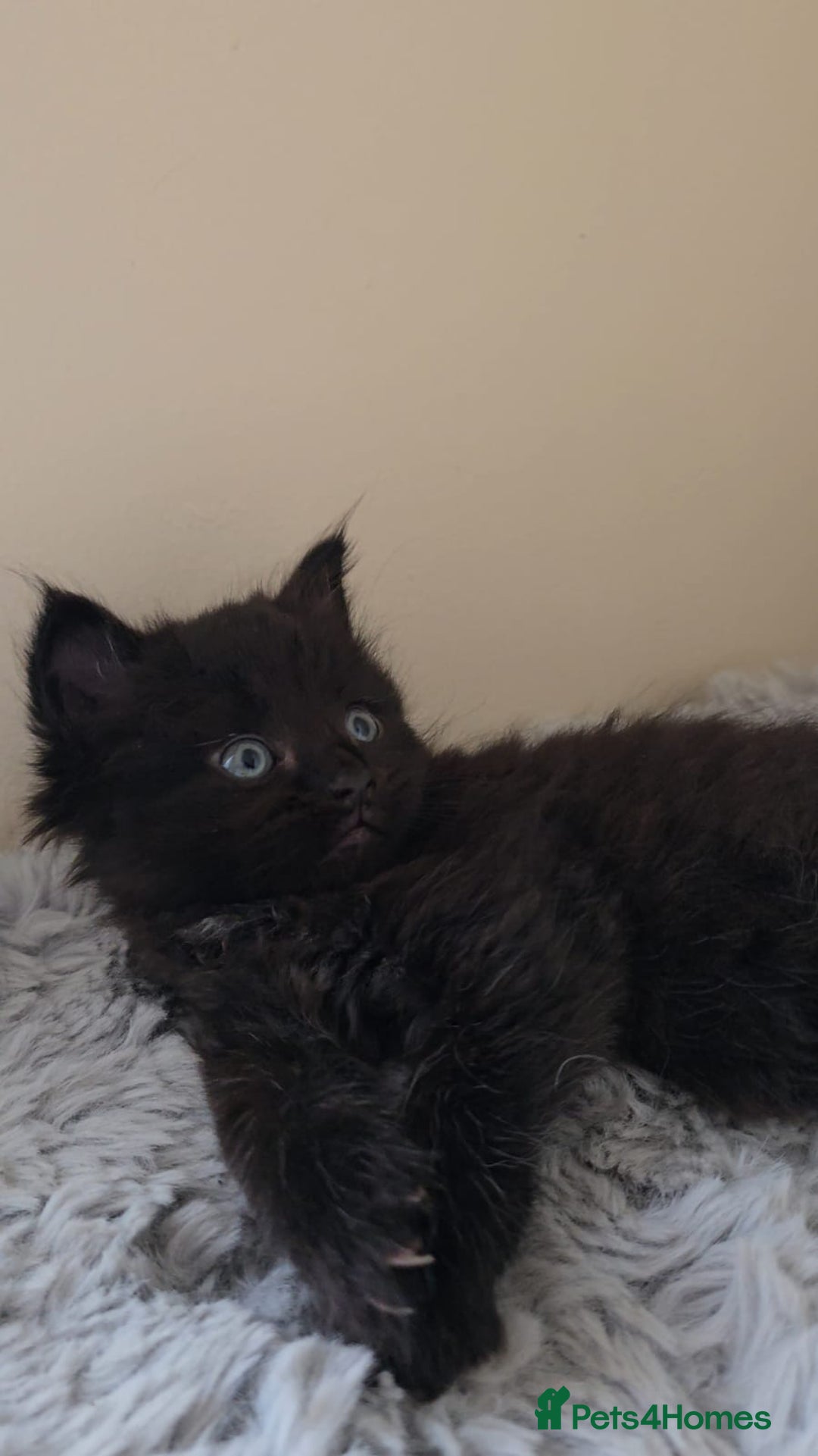 Persian cats for sale: Ginger and black fluffy kittens - Image 13