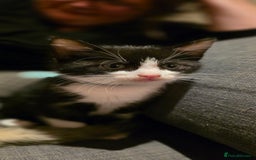 Mixed Breed cats for sale: Four handsome boys ready for their new home - Image 3