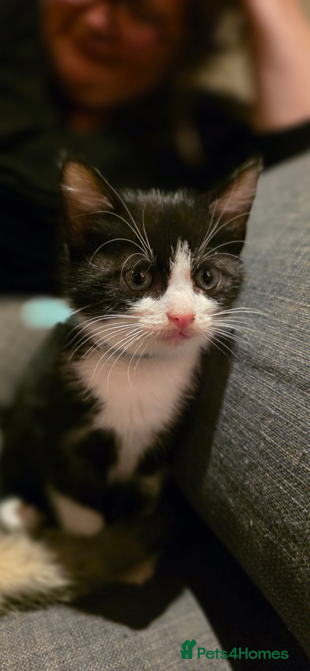 Mixed Breed cats for sale: Four handsome boys ready for their new home - Image 3