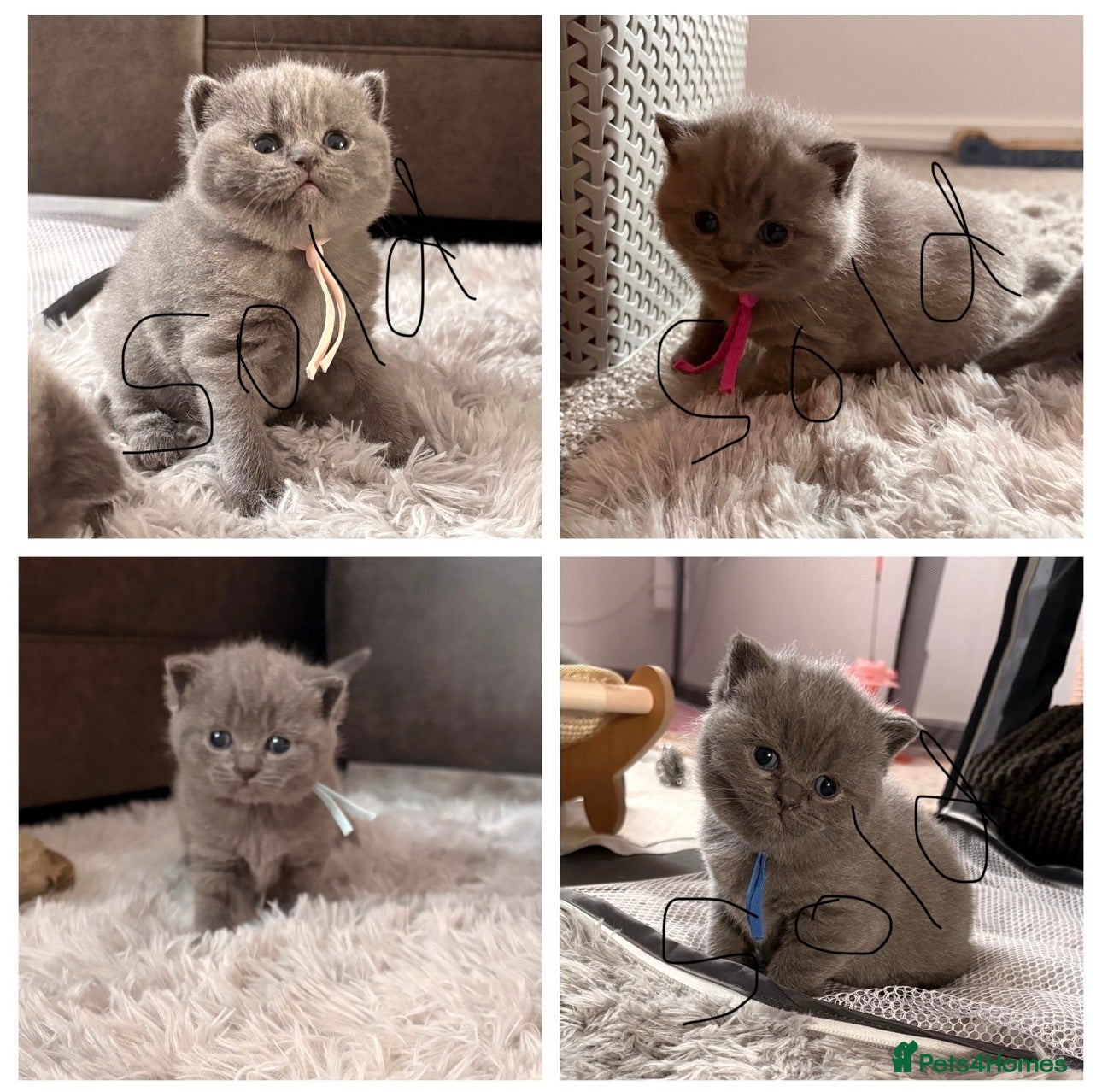 British Shorthair cats 1 BOY LEFT BEAUTIFUL BRITISH SHORTHAIR🩵 - Advert 18