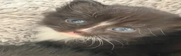 Mixed Breed cats for sale: 3 beautiful kittens for sale  - Advert 17