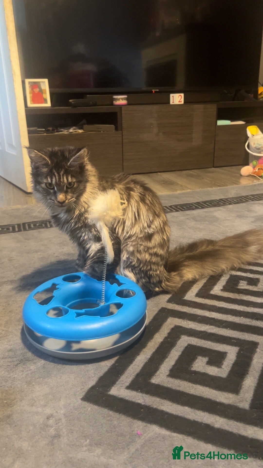 Maine Coon cats Maine coon girl 8 mths old🌸🌼💐🌸 - Advert 17