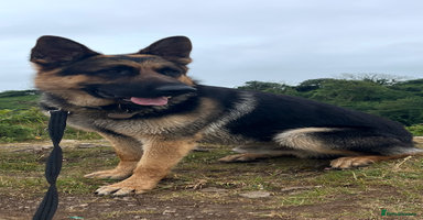 German Shepherd dogs in Welshpool - Advert 6