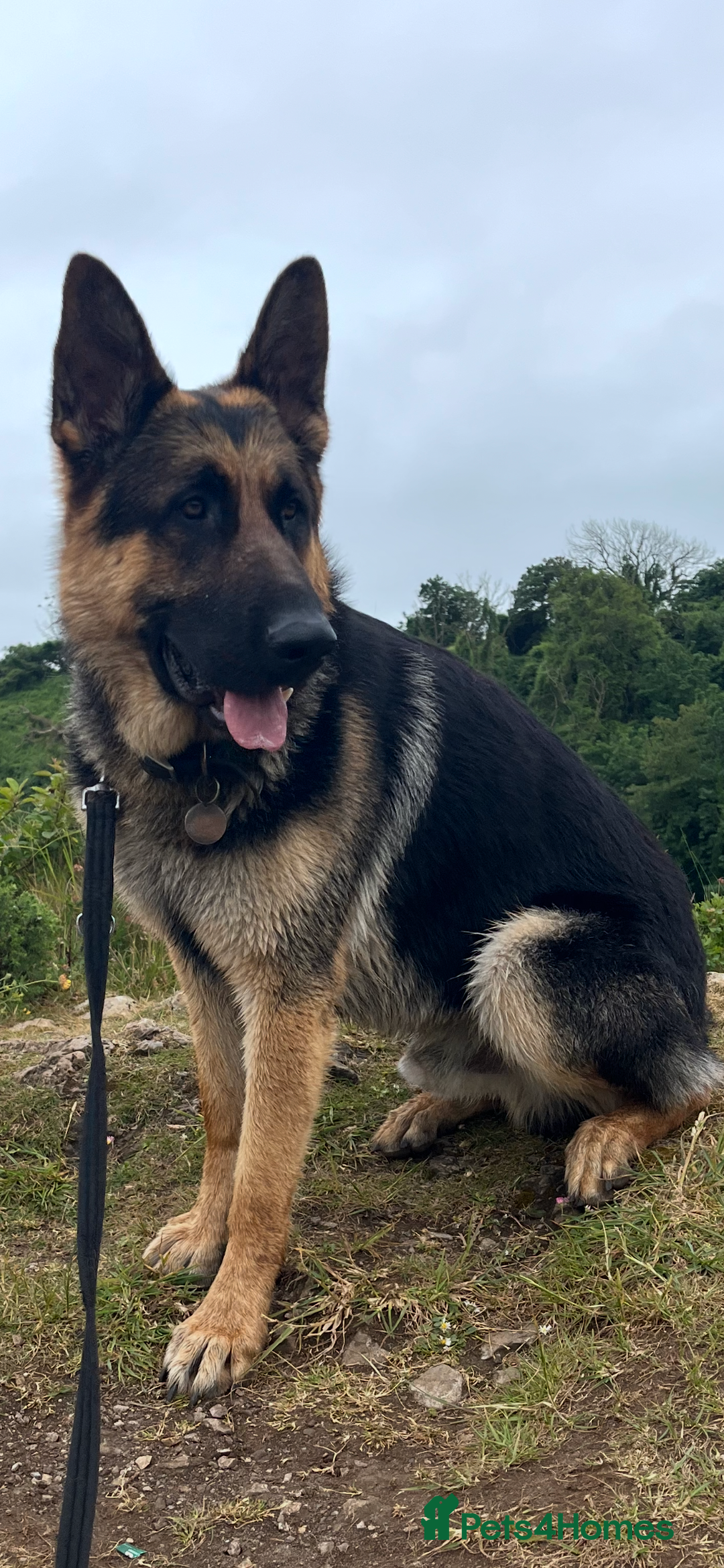 German Shepherd dogs for stud: Kc Reg fully health tested German Shepherd Stud  in Welshpool - Image 3