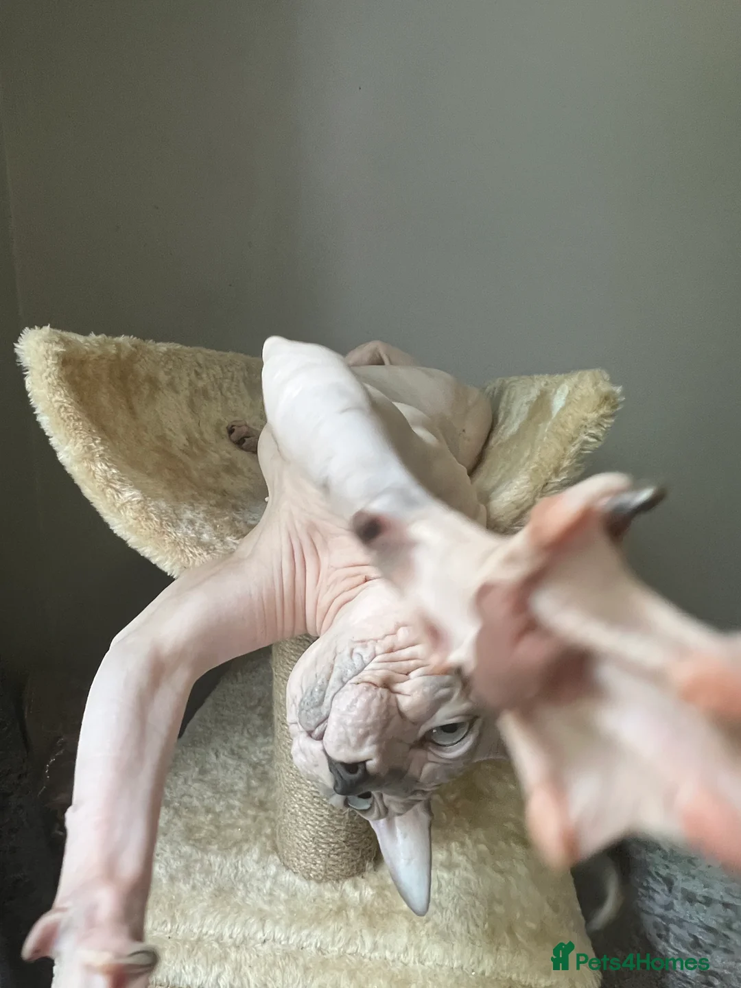Sphynx cats for stud: Sphynx boy stud, in Wirral - Advert 16