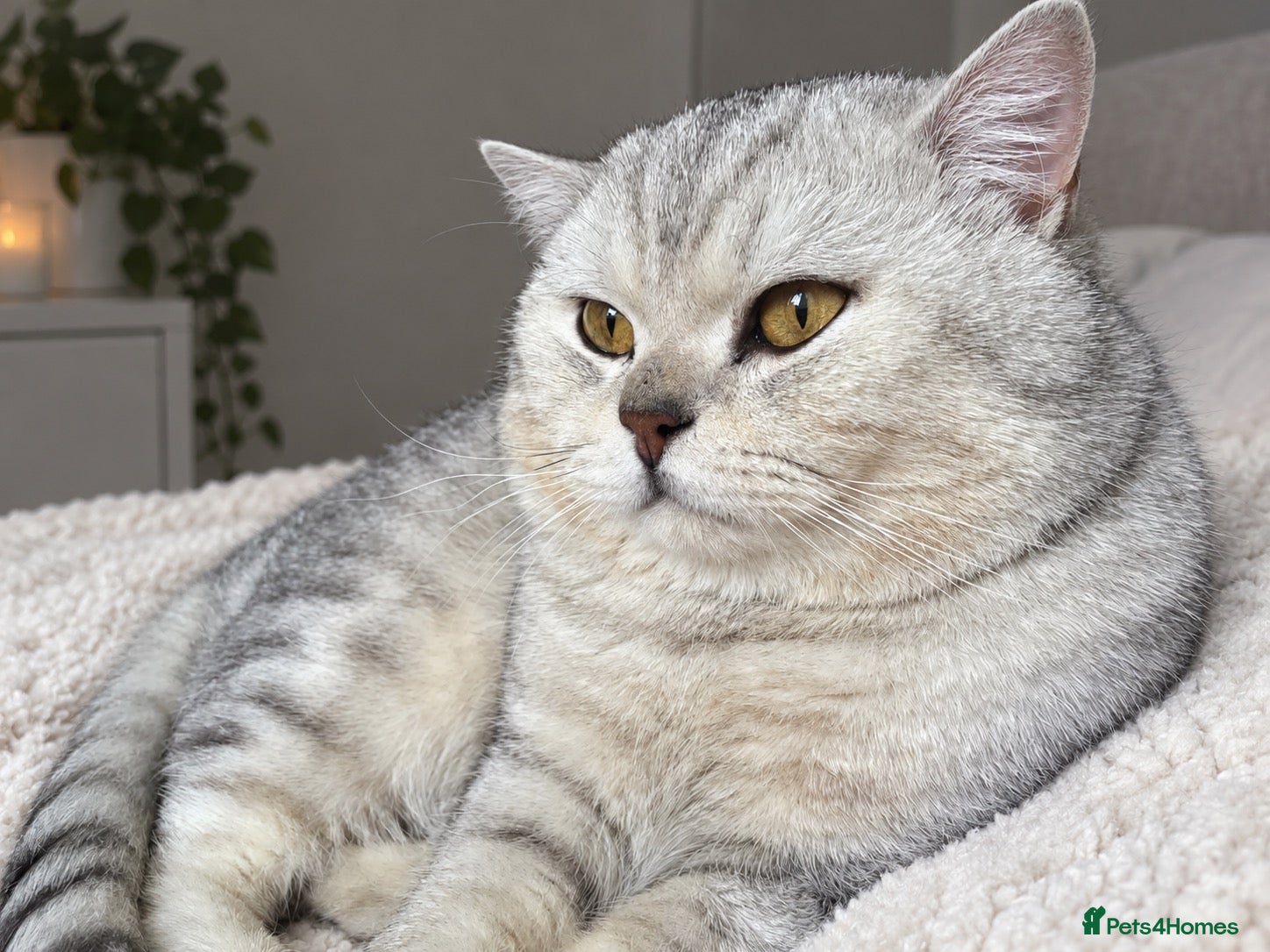 British Shorthair cats ⭐️Exquisite⭐️Champagne Shaded Chinchilla Pure BSH - Advert 2