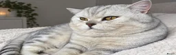 British Shorthair cats for stud: ⭐️Exquisite⭐️Champagne Shaded Chinchilla Pure BSH - Advert 1