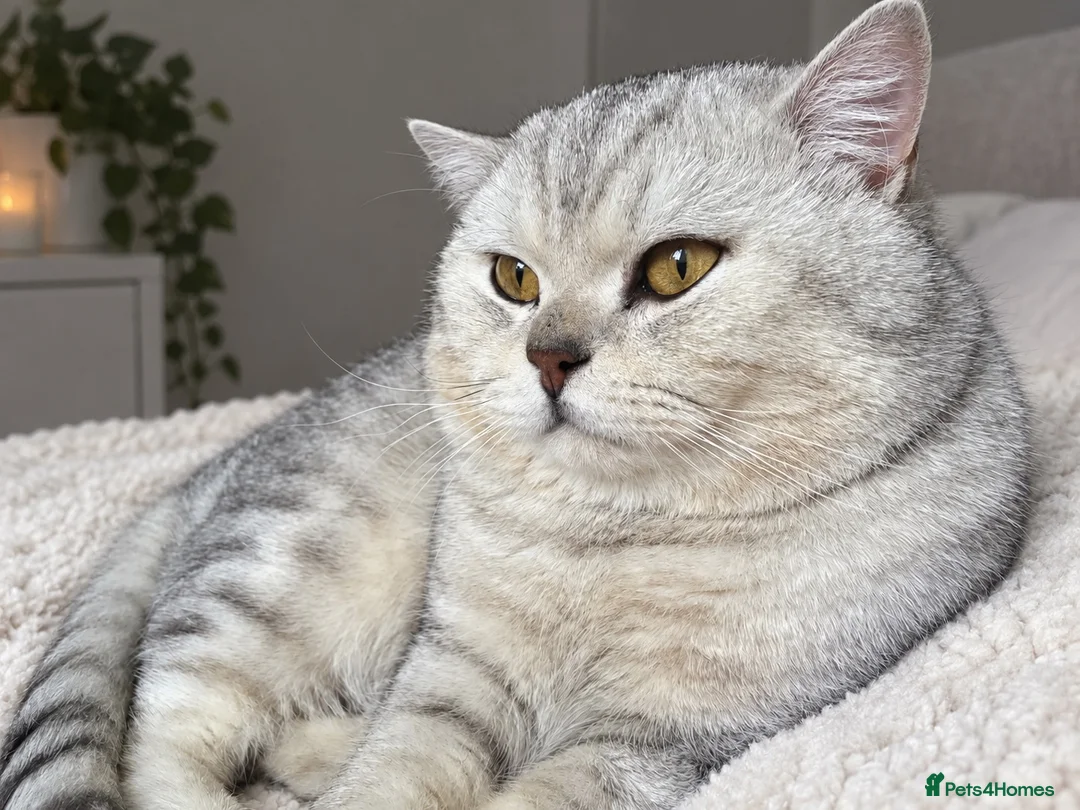 British Shorthair cats for stud: ⭐️Exquisite⭐️Champagne Shaded Chinchilla Pure BSH - Advert 1