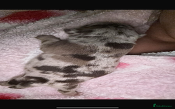 Pug dogs for sale: Merle pugs - Advert 3