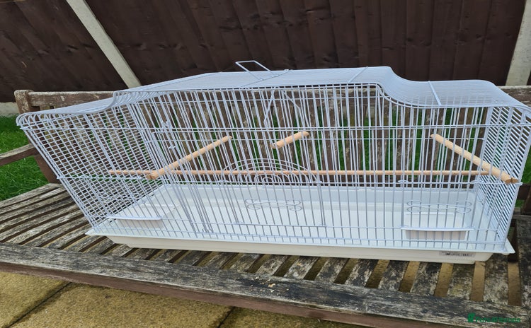 Budgerigars birds - Advert 5