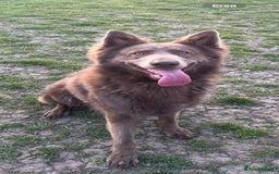 German Shepherd dogs for sale: Isabella German shepherd puppies - Image 9