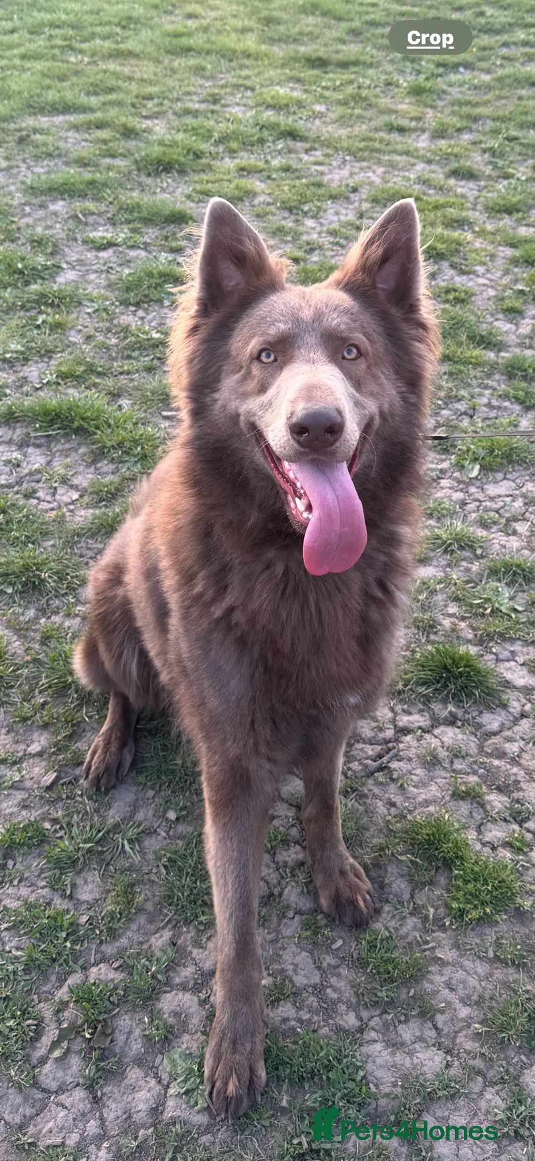 German Shepherd dogs for sale: Isabella German shepherd puppies - Image 9