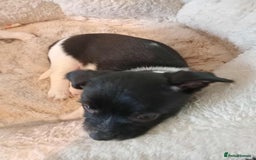 Mixed Breed dogs for sale: I have 2 puppy's for sale  - Image 3