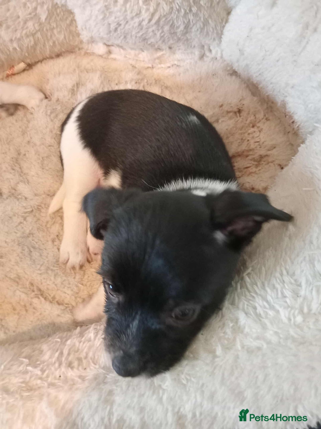 Mixed Breed dogs for sale: I have 2 puppy's for sale  - Image 3