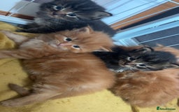 Maine Coon cats for sale: 5 gorgeous 3/4 Maine coon babys - Image 2