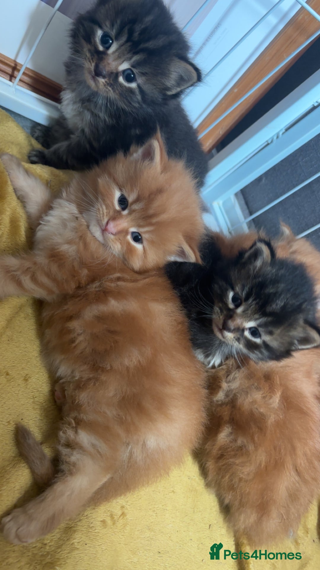 Maine Coon cats for sale: 5 gorgeous 3/4 Maine coon babys - Image 2