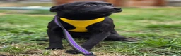 Mixed Breed dogs for adoption: ❤️🐶 INDY – DELICATE LIKE CRYSTAL, FULL OF LOVE in Burton-on-Trent - Advert 12