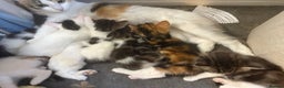 Mixed Breed cats for sale: Beautiful long and short haired kittens  - Advert 13