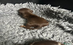 Miniature Dachshund dogs for sale: Miniature dachshund puppies  - Image 6