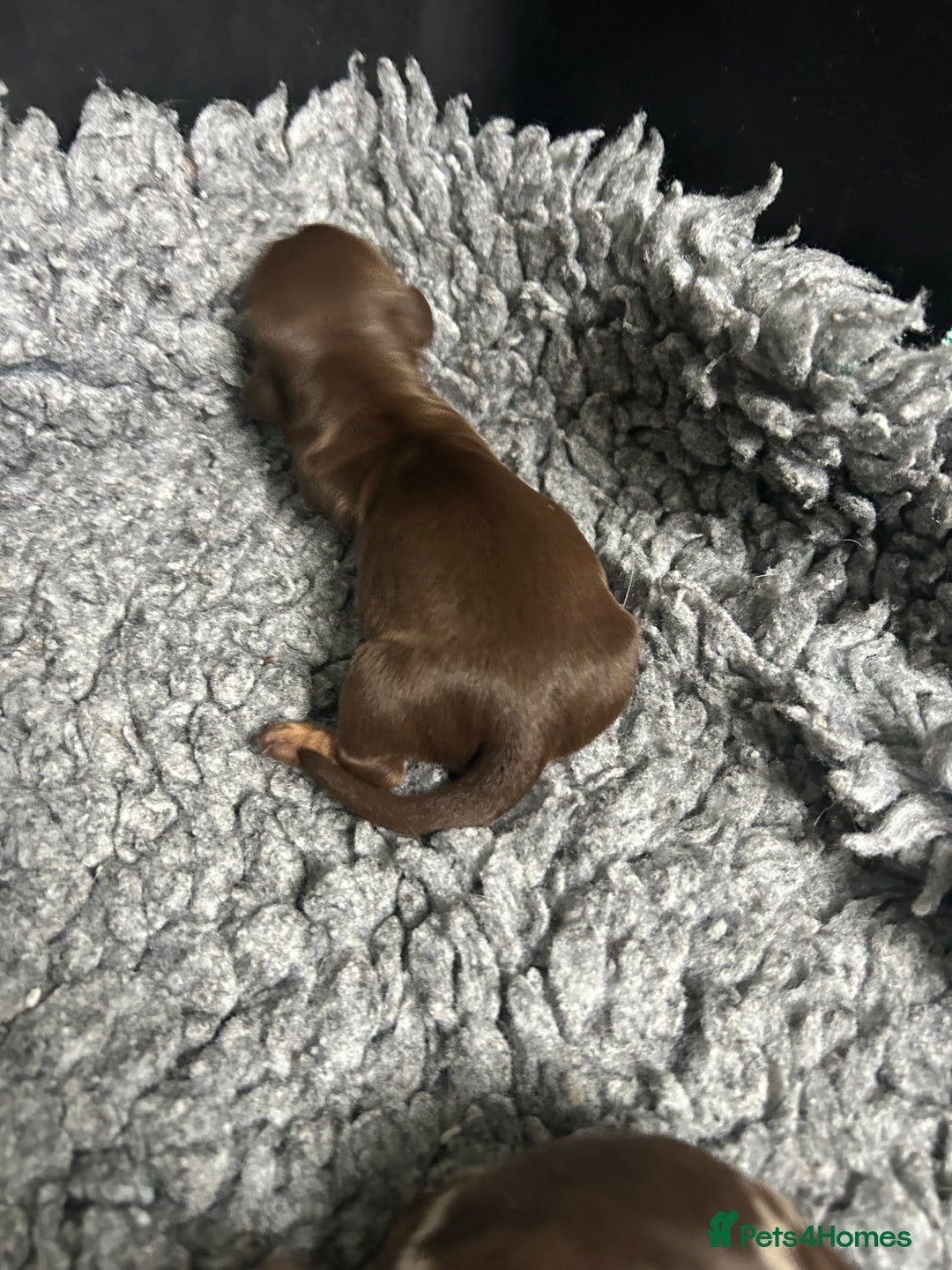 Miniature Dachshund dogs for sale: Miniature dachshund puppies  - Image 6