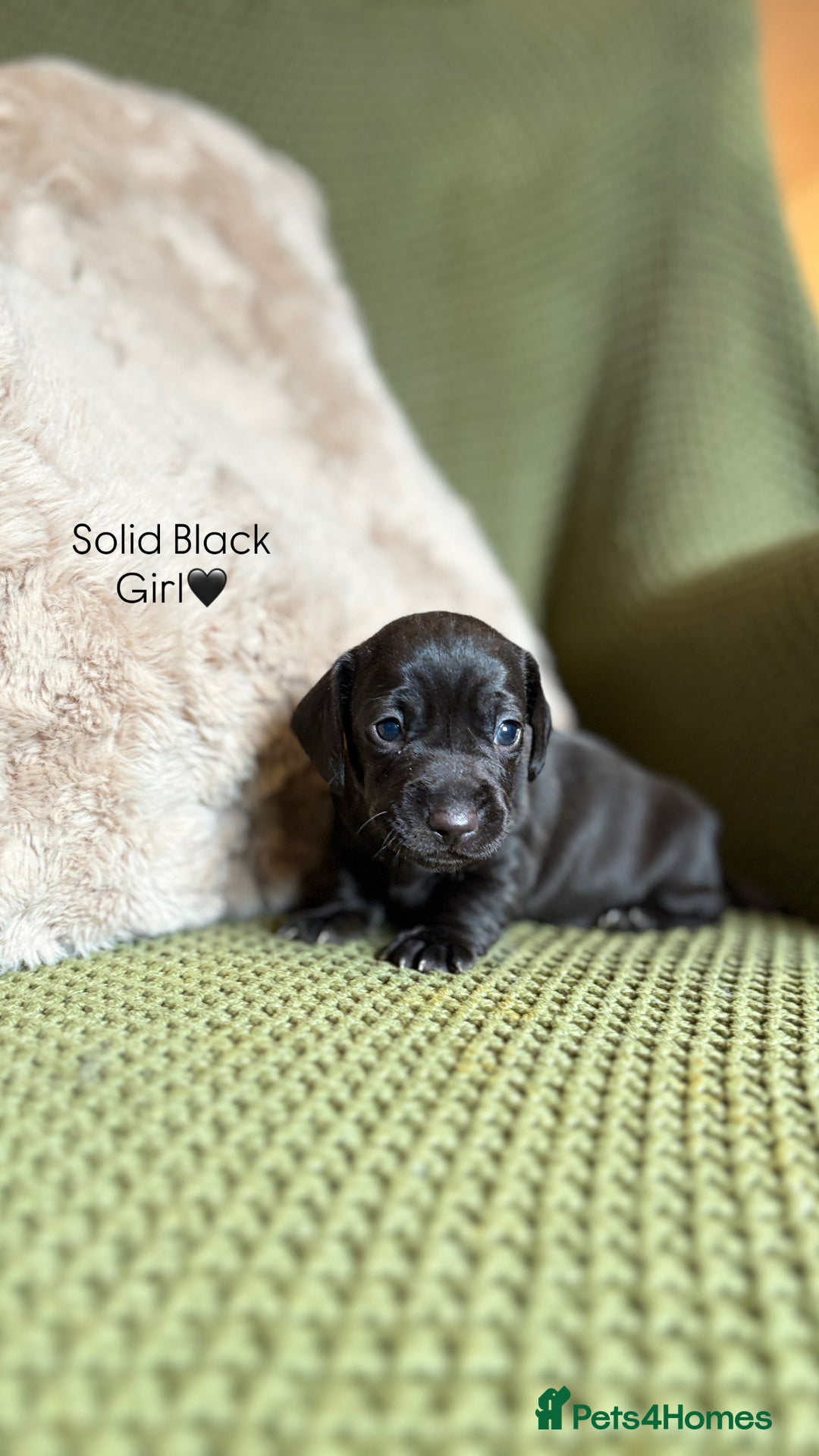 Miniature Dachshund dogs for sale: Smooth Haired Miniature Dachshunds - Advert 6