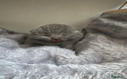 British Shorthair cats for sale: Beautiful BSH Boy for sale - Image 2