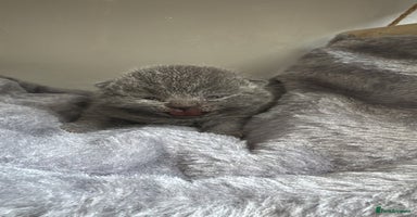 British Shorthair cats - Advert 15