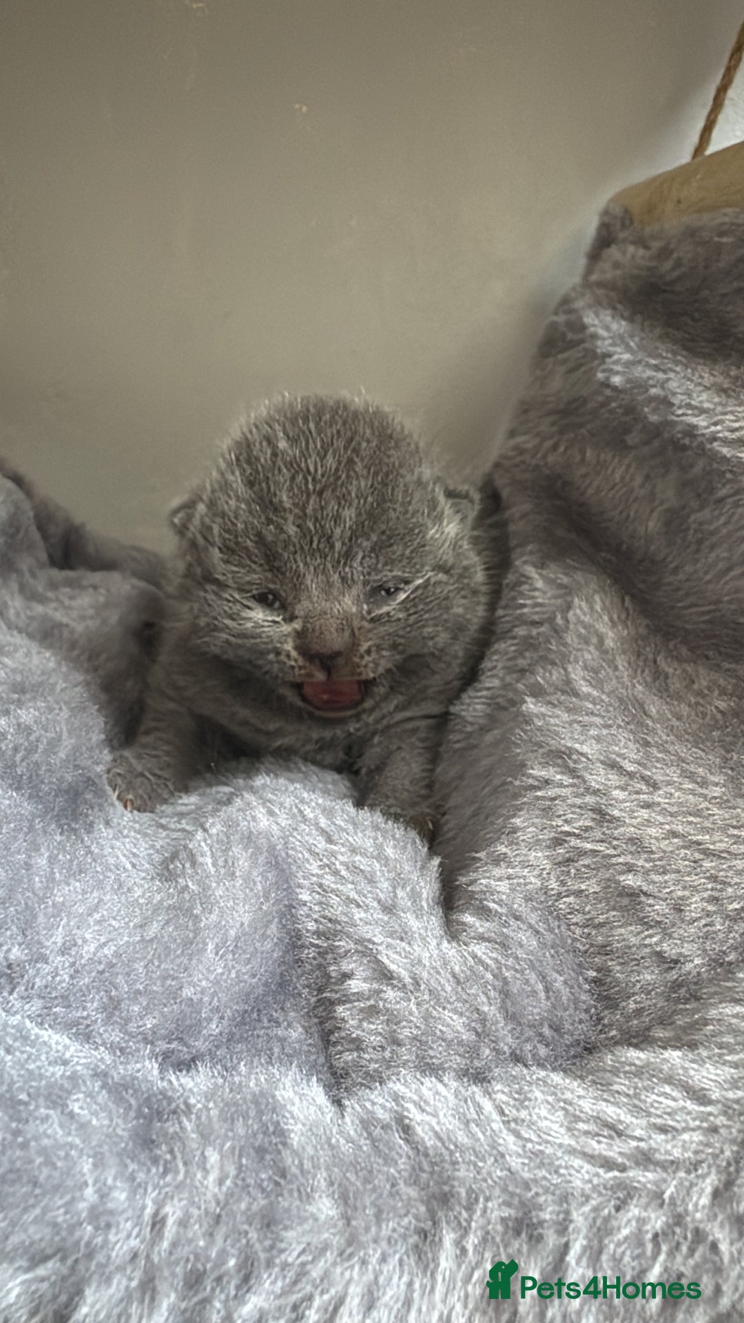British Shorthair cats for sale: Beautiful BSH Boy for sale - Image 2