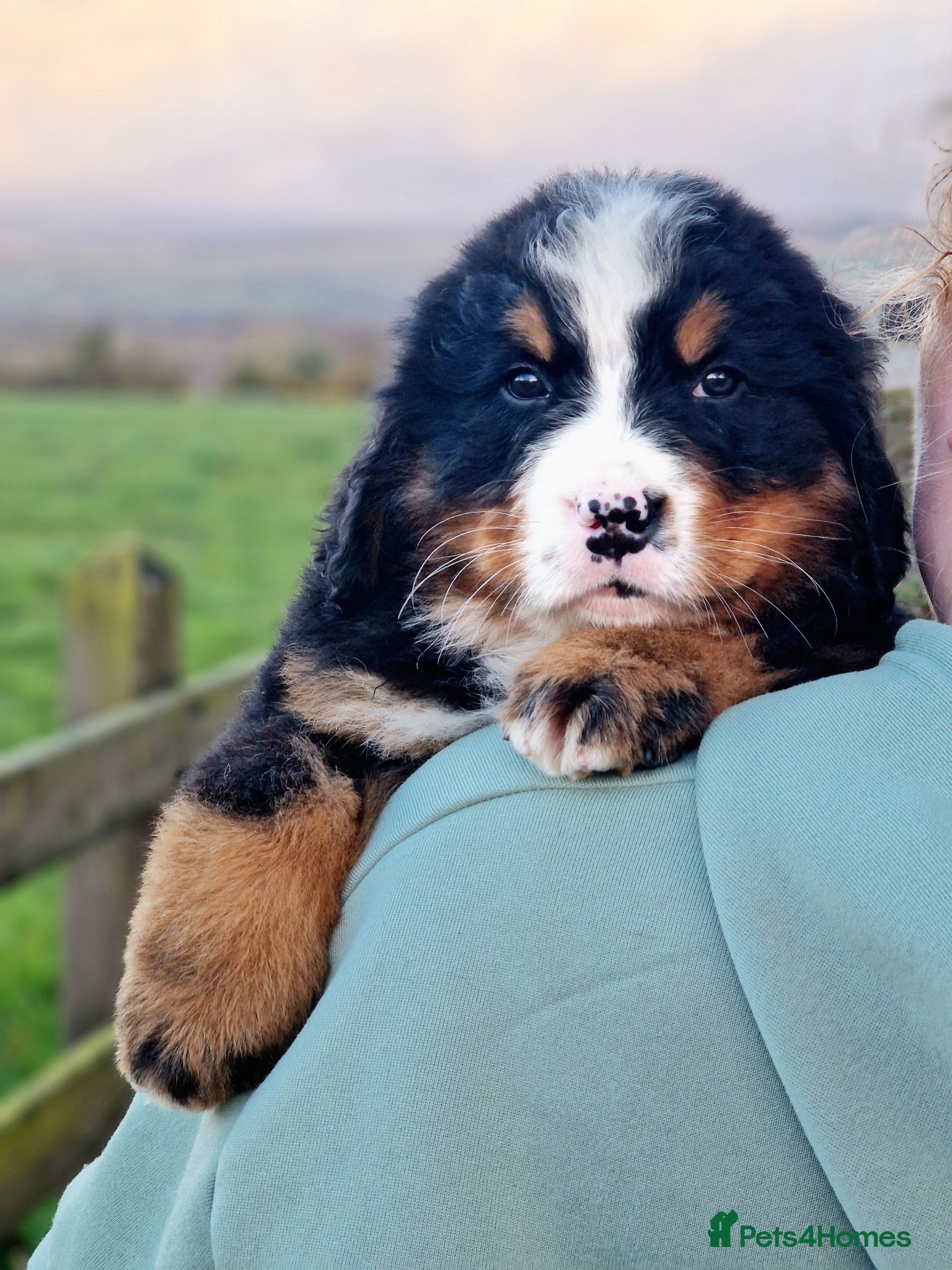 Bernese Mountain Dog dogs Quality Bernese Mountain Dog Puppies  - Advert 13