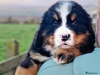 Bernese Mountain Dog dogs Quality Bernese Mountain Dog Puppies - Advert 13
