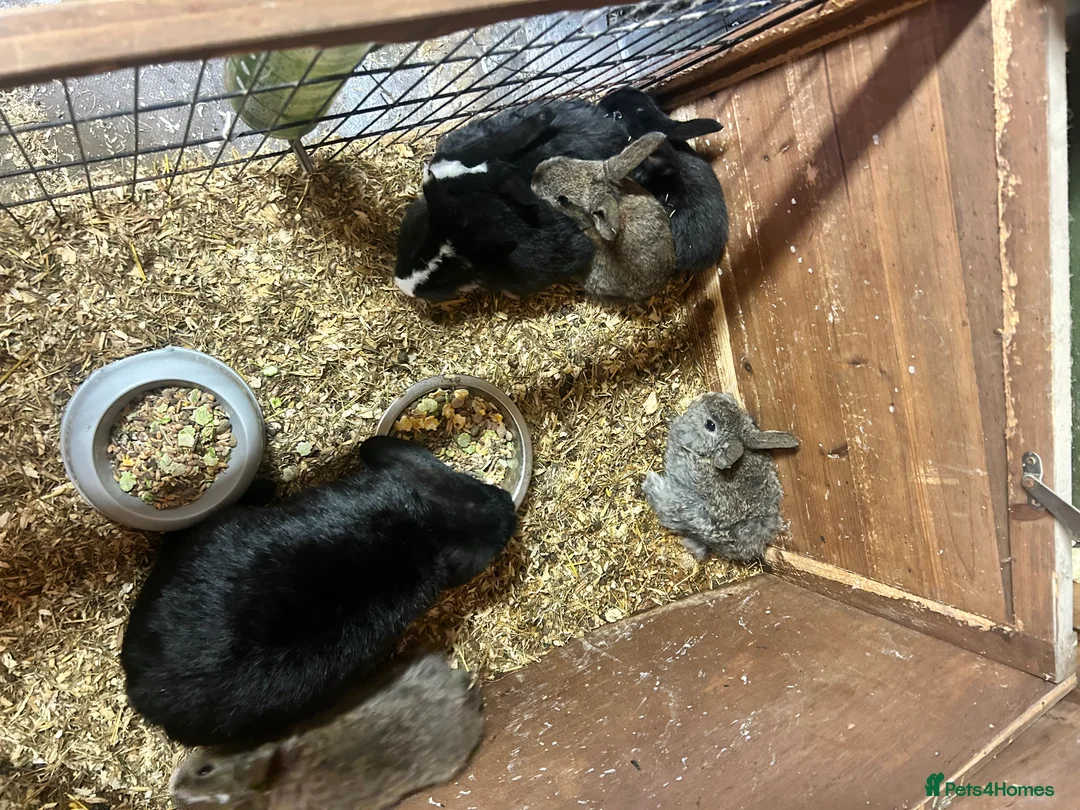 Mini Lion Lop rabbits for sale: 7 mini lop - Advert 7