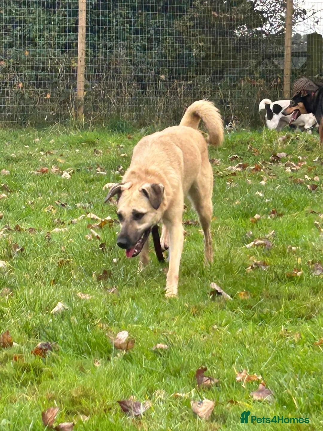 Mixed Breed dogs for adoption: Isodora - Norwich Norfolk  in Norwich - Advert 23