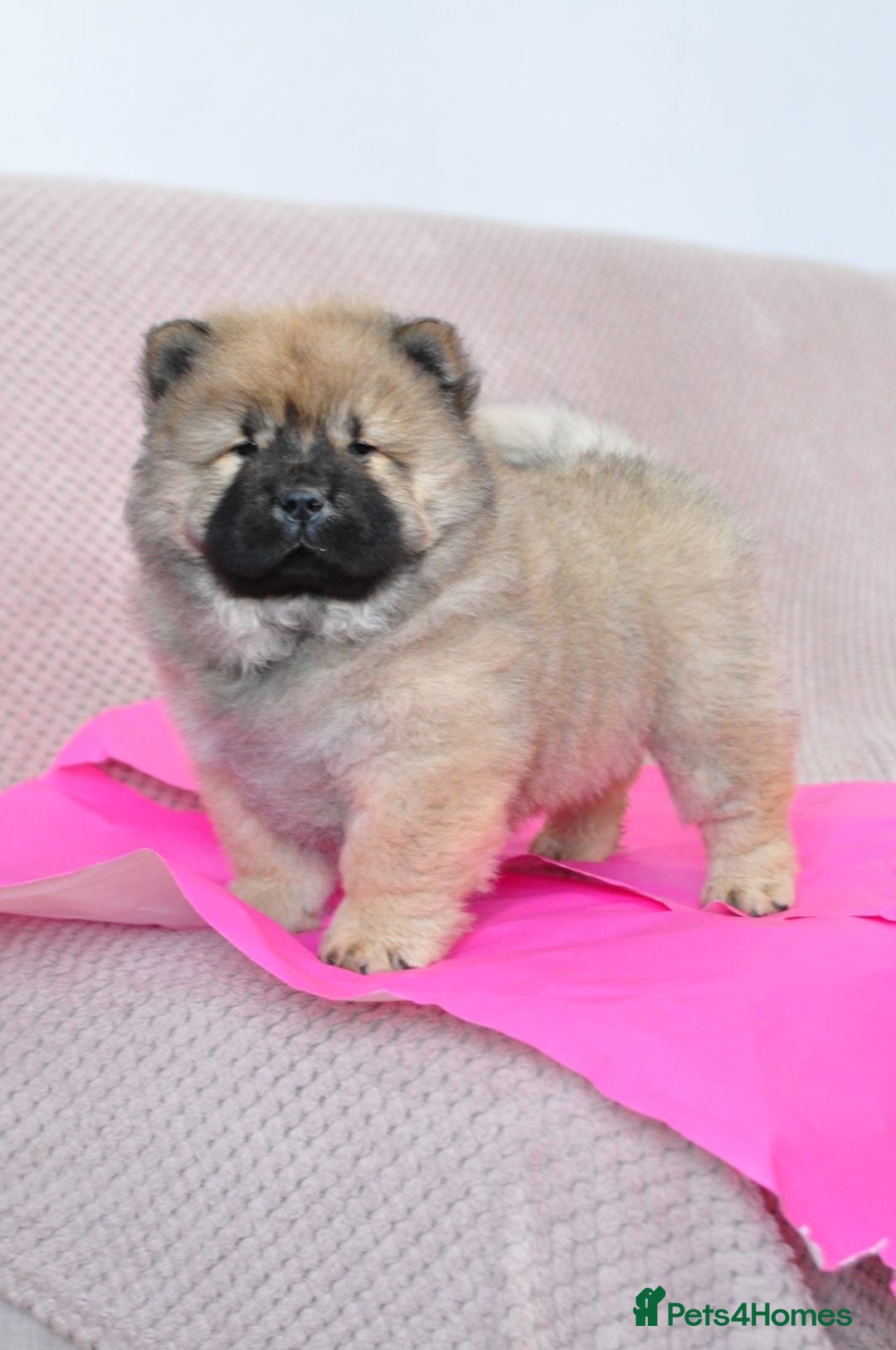Chow Chow dogs for sale: Pedigree Chow Chow puppies available 🐶 - Advert 22
